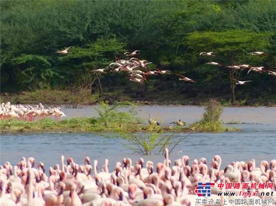 厦工:践行转型升级,打造“以草代粮”工业化成套设备生产基地